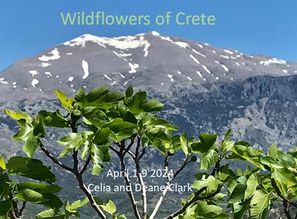 wildflowers of crete
